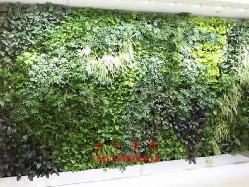 點(diǎn)擊查看詳細(xì)信息<br>標(biāo)題：綠植墻 閱讀次數(shù)：2469